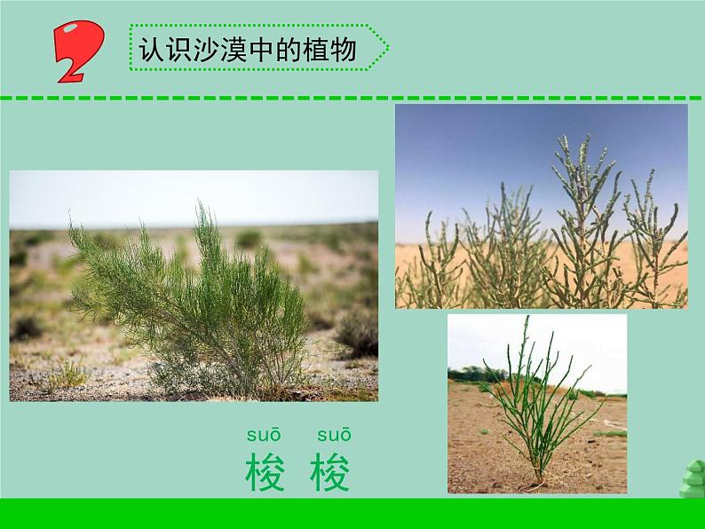 三年级科学下册第二单元植物与环境6沙漠里的植物课件1苏教版05