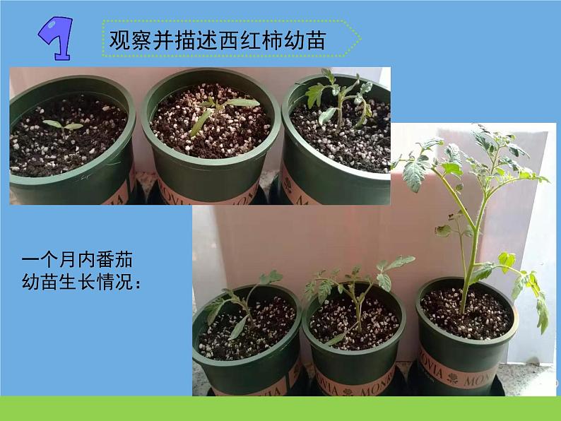 三年级科学下册第一单元植物的一生2幼苗长大了课件苏教版第2页