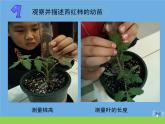 三年级科学下册第一单元植物的一生2幼苗长大了课件苏教版