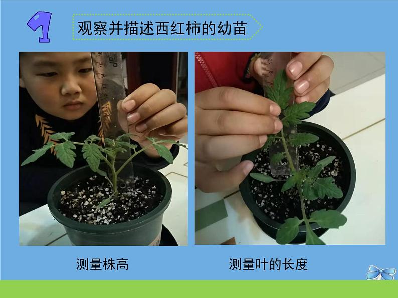 三年级科学下册第一单元植物的一生2幼苗长大了课件苏教版第3页