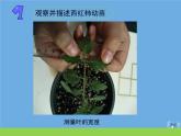 三年级科学下册第一单元植物的一生2幼苗长大了课件苏教版
