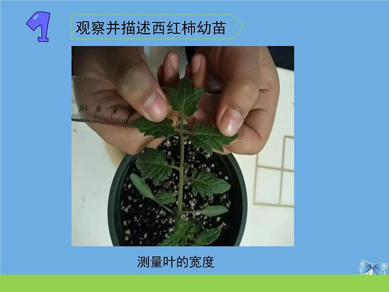 三年级科学下册第一单元植物的一生2幼苗长大了课件苏教版第4页