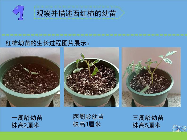 三年级科学下册第一单元植物的一生2幼苗长大了课件苏教版第5页