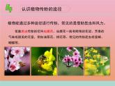 三年级科学下册第一单元植物的一生3植物开花了课件1苏教版