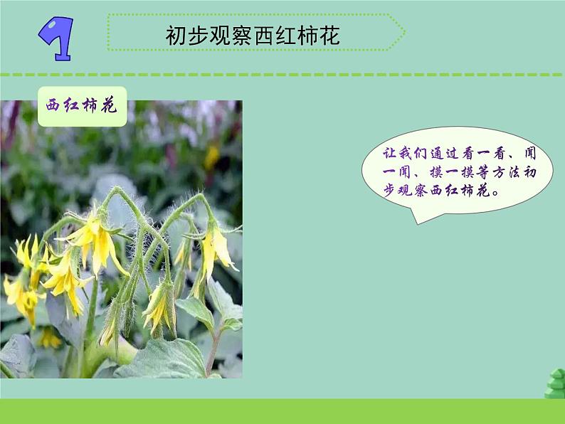 三年级科学下册第一单元植物的一生3植物开花了课件3苏教版02