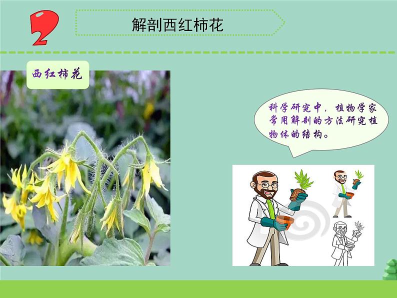 三年级科学下册第一单元植物的一生3植物开花了课件3苏教版03