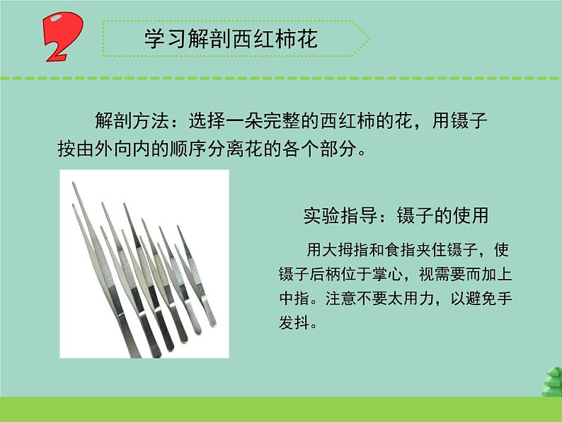 三年级科学下册第一单元植物的一生3植物开花了课件3苏教版04