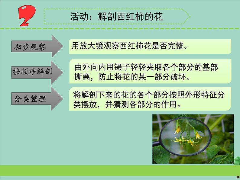 三年级科学下册第一单元植物的一生3植物开花了课件3苏教版05