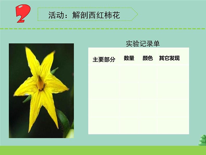 三年级科学下册第一单元植物的一生3植物开花了课件3苏教版06