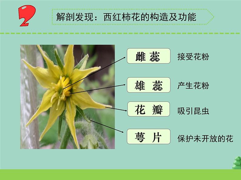 三年级科学下册第一单元植物的一生3植物开花了课件3苏教版08