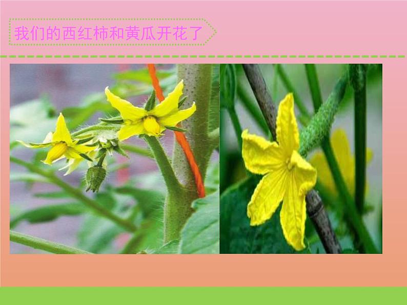 三年级科学下册第一单元植物的一生3植物开花了课件2苏教版02