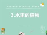 三年級(jí)科學(xué)下冊(cè)第二單元植物與環(huán)境7水里的植物課件1蘇教版