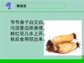 三年級(jí)科學(xué)下冊(cè)第二單元植物與環(huán)境7水里的植物課件1蘇教版