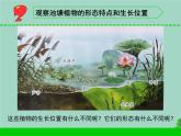 三年級(jí)科學(xué)下冊(cè)第二單元植物與環(huán)境7水里的植物課件1蘇教版