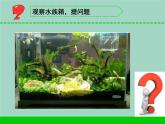 三年級(jí)科學(xué)下冊(cè)第二單元植物與環(huán)境7水里的植物課件1蘇教版