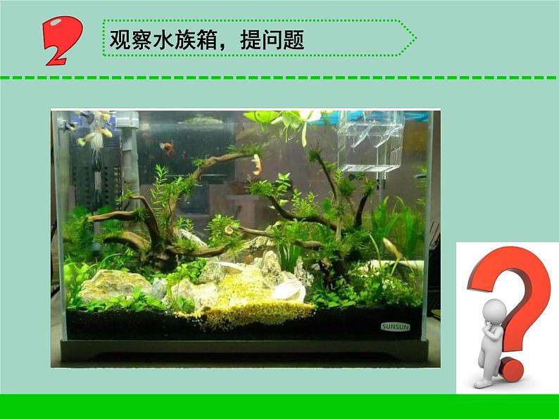 三年级科学下册第二单元植物与环境7水里的植物课件1苏教版04