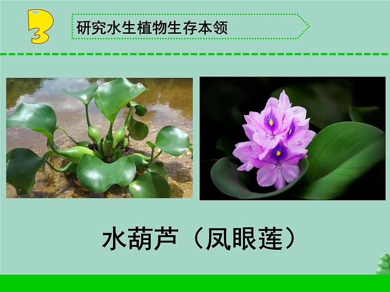 三年级科学下册第二单元植物与环境7水里的植物课件1苏教版05