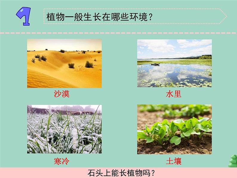 三年级科学下册第二单元植物与环境8石头上的植物课件4苏教版02