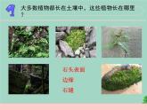 三年级科学下册第二单元植物与环境8石头上的植物课件4苏教版