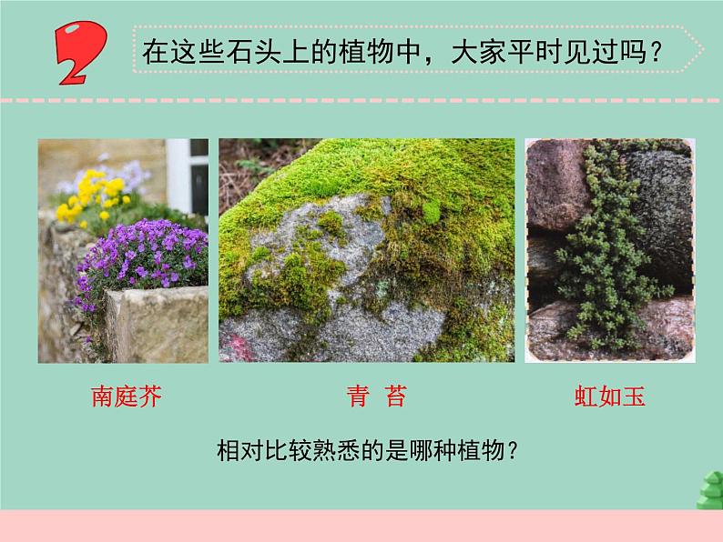 三年级科学下册第二单元植物与环境8石头上的植物课件4苏教版05