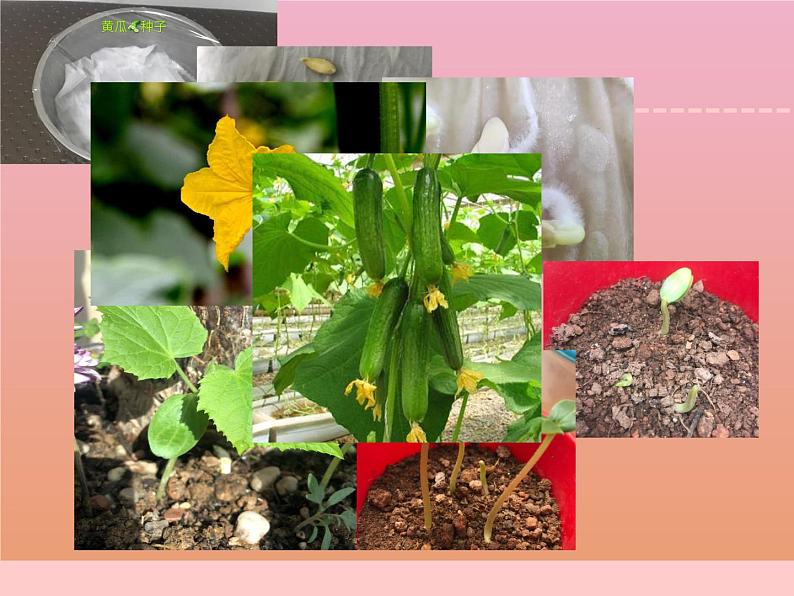三年级科学下册第一单元植物的一生4植物结果了课件1苏教版第2页