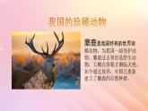 三年级科学上册第二单元动物的特征5珍稀动物教学课件大象版