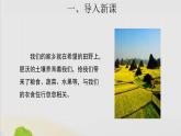三年級(jí)科學(xué)上冊(cè)第二單元研究土壤4土壤的成分課件（新版）蘇教版