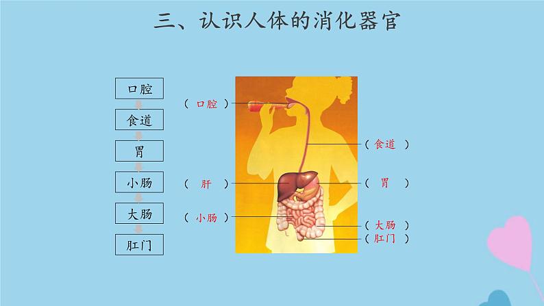 三年级科学上册第五单元人的呼吸和消化18食物的旅行课件（新版）苏教版07