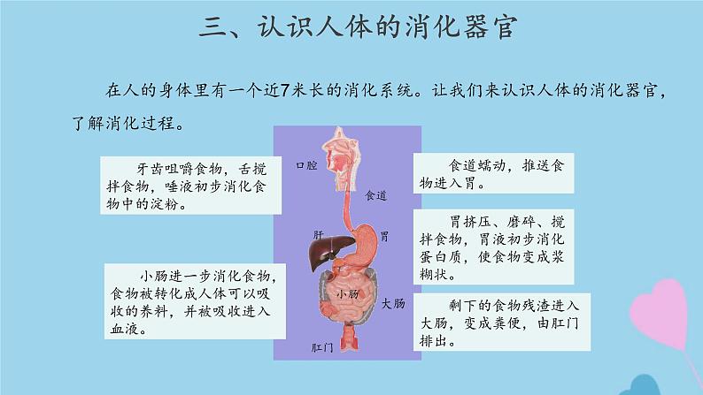 三年级科学上册第五单元人的呼吸和消化18食物的旅行课件（新版）苏教版08