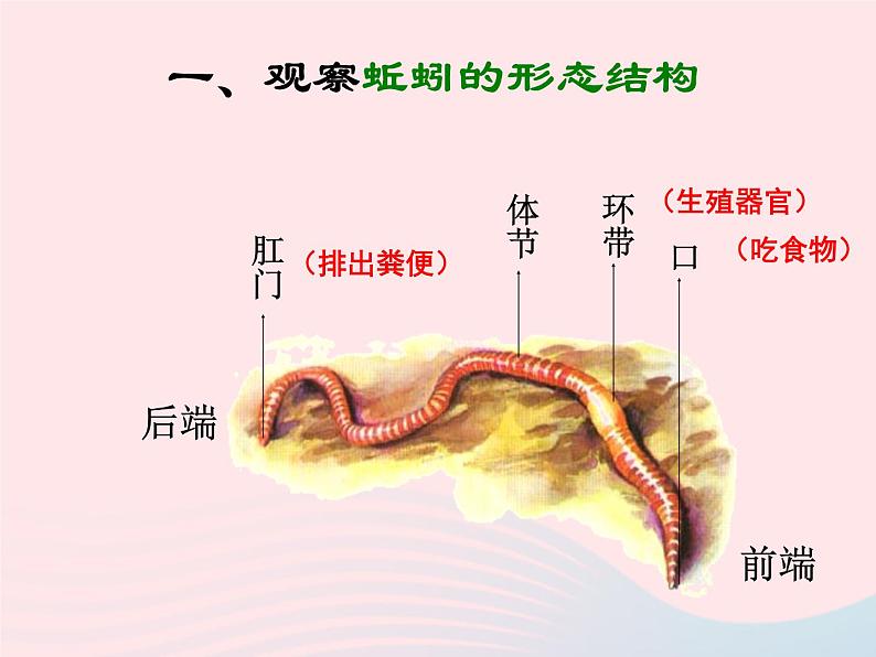 三年级科学上册第4课《蚯蚓》课件（3）冀教版08