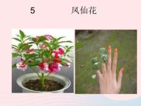 科学5 凤仙花课文配套课件ppt