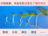 三年级科学下册第一单元植物的生长变化5茎越长越高课件1教科版