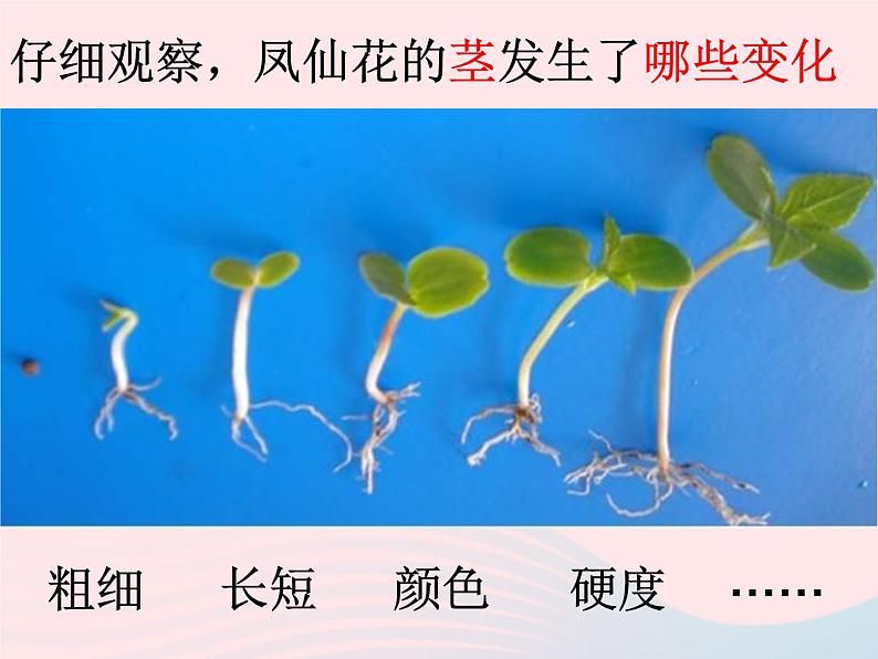 三年级科学下册第一单元植物的生长变化5茎越长越高课件1教科版02