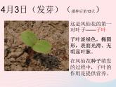 三年级科学下册第一单元植物的生长变化4种子变成了幼苗课件1教科版