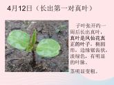 三年级科学下册第一单元植物的生长变化4种子变成了幼苗课件1教科版