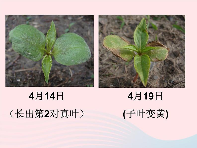 三年级科学下册第一单元植物的生长变化4种子变成了幼苗课件1教科版06