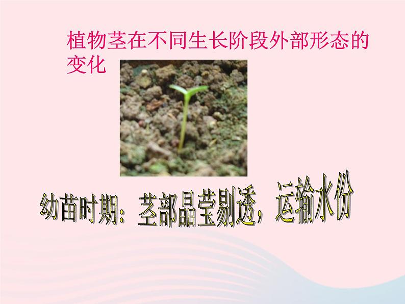 三年级科学下册第一单元植物的生长变化5茎越长越高课件2教科版03