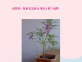 三年级科学下册第一单元植物的生长变化5茎越长越高课件2教科版