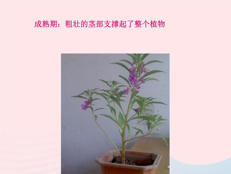 三年级科学下册第一单元植物的生长变化5茎越长越高课件2教科版05