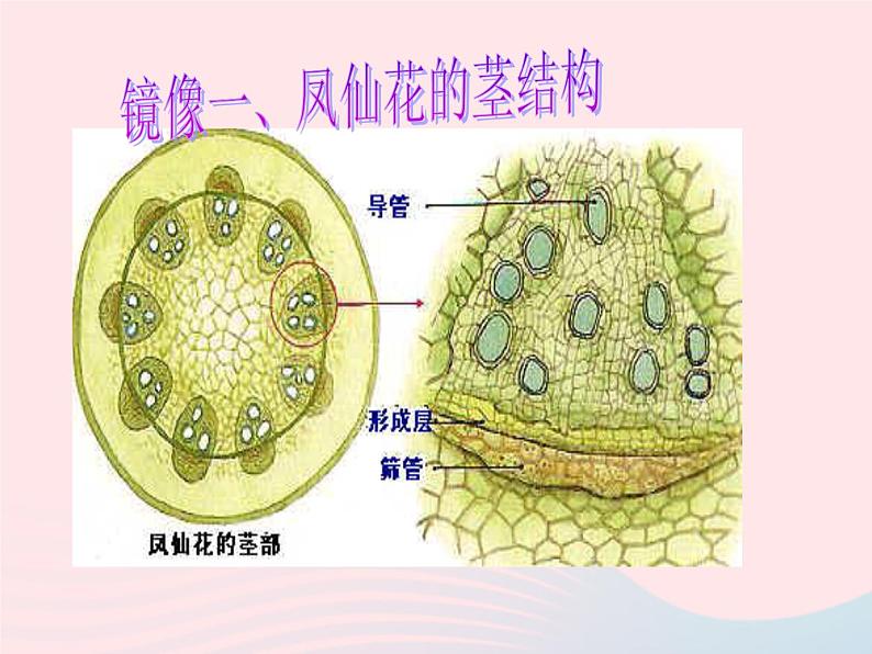 三年级科学下册第一单元植物的生长变化5茎越长越高课件2教科版08