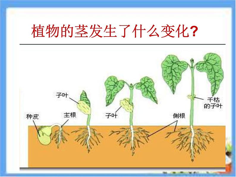 三年级科学下册第一单元植物的生长变化5《茎越长越高》课件教科版07