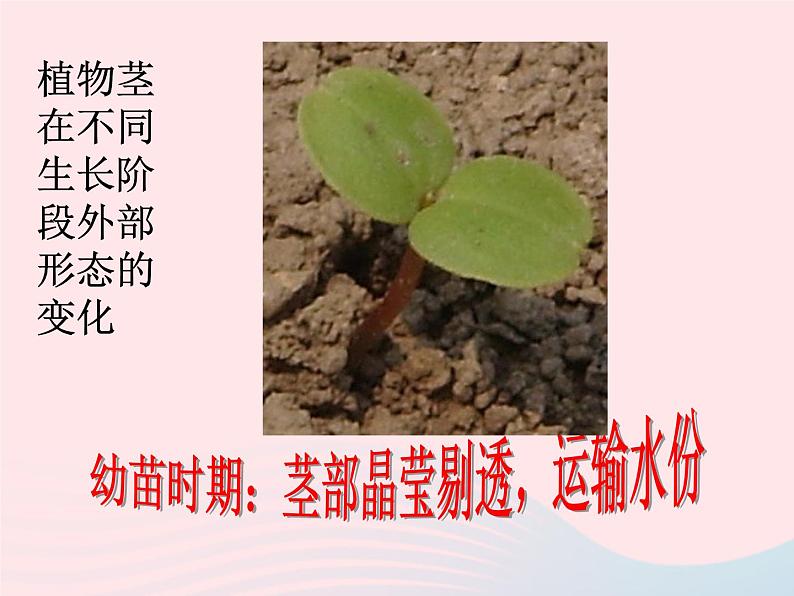 三年级科学下册第一单元植物的生长变化5《茎越长越高》课件教科版08