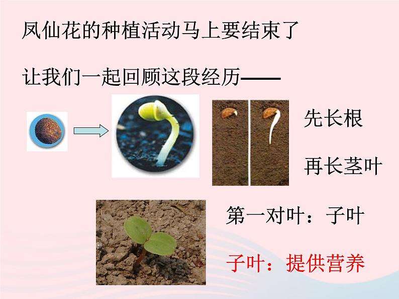 三年级科学下册第一单元植物的生长变化7我们的大丰收课件1教科版03