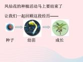 三年级科学下册第一单元植物的生长变化7我们的大丰收课件1教科版