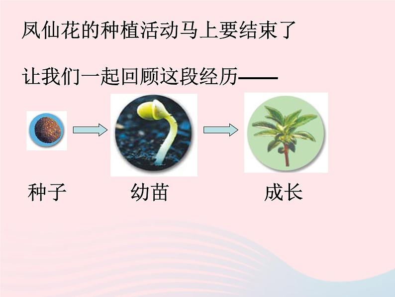 三年级科学下册第一单元植物的生长变化7我们的大丰收课件1教科版04