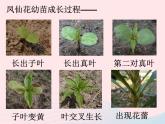 三年级科学下册第一单元植物的生长变化7我们的大丰收课件1教科版