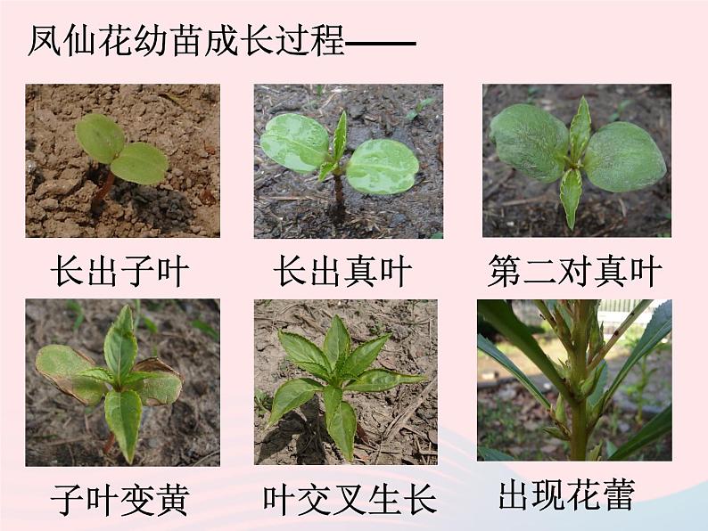 三年级科学下册第一单元植物的生长变化7我们的大丰收课件1教科版05