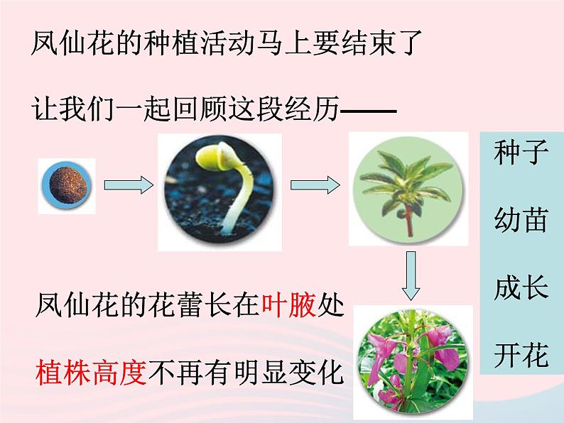 三年级科学下册第一单元植物的生长变化7我们的大丰收课件1教科版06