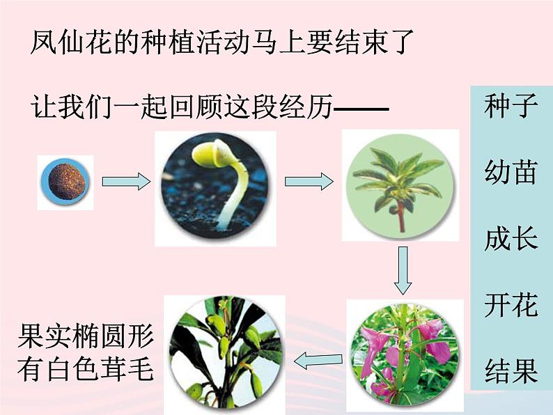 三年级科学下册第一单元植物的生长变化7我们的大丰收课件1教科版08