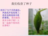 三年级科学下册第一单元植物的生长变化7我们的大丰收课件2教科版